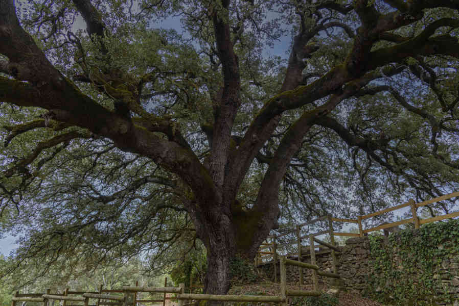 Huesca - Lecina 08 - encina Carrasca de Lecina - Árbol Europeo 2021.jpg